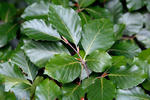 Buk lesní (Fagus sylvatica)