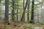 Buk lesní (Fagus sylvatica)