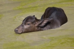 Buvol domácí (Bubalus bubalis)