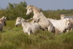 Camargské koně (Equus ferus caballus)