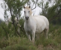 Camargský kůň (Equus ferus caballus)