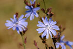 Čekanka obecná (Cichorium intybus)