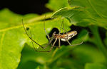 Čelistnatka (Tetragnatha sp.)