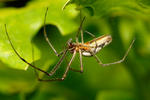 Čelistnatka (Tetragnatha sp.)