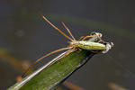 Čelistnatka rákosní (Tetragnatha extensa)