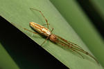 Čelistnatka rákosní (Tetragnatha extensa)