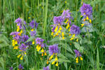 Černýš hajní (Melampyrum memorosum)