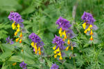 Černýš hajní (Melampyrum memorosum)