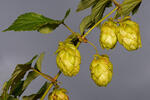 Chmel otáčivý (Humulus lupulus)