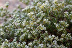 Chmerek vytrvalý (Scleranthus perennis)