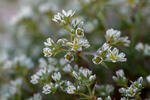 Chmerek vytrvalý (Scleranthus perennis)