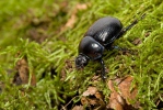 Chrobák lesní (Anoplotrupes stercorosus)