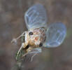 Cikáda chlumní (Cicadetta montana)