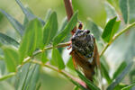 Cikáda sp. (Cicadetta sp.)