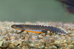 Čolek horský (Mesotriton alpestris)