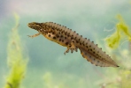 Čolek obecný (Lissotriton vulgaris)