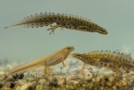 Čolek obecný (Lissotriton vulgaris)