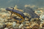 Čolek velký (Triturus cristatus)