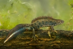 Čolek velký (Triturus cristatus)