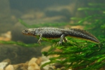 Čolek velký - mládě (Triturus cristatus)