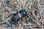 Cvrček polní (Gryllus campestris)