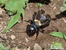 Cvrček polní (Gryllus campestris)