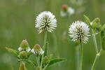 Ďatelina horská (Trifolium montanum)