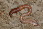 Dážďovka zemná (Lumbricus terrestris)