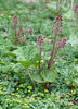 Devětsil lékařský (Petasites hybridus)