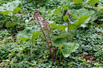 Devětsil lékařský (Petasites hybridus)