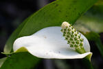 Diablik močiarny (Calla palustris)