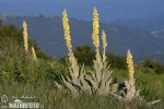 Divozel (Verbascum sp.)