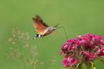 Dlouhozobka svízelová (Macroglossum stellatarum)