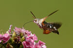 Dlouhozobka svízelová (Macroglossum stellatarum)