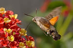 Dlouhozobka svízelová (Macroglossum stellatarum)