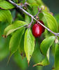 Dřín obecný (Cornus mas)