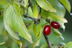 Dřín obecný (Cornus mas)