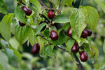 Dřín obecný (Cornus mas)