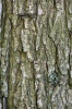 Dub zimní (Quercus petraea)