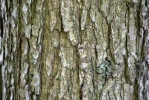 Dub zimní (Quercus petraea)