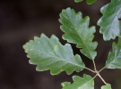 Dub zimní (Quercus petraea)