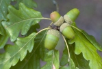 Dub zimní (Quercus petraea)