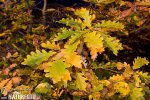 Dub zimní (Quercus petraea)