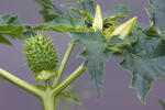 Durman obecný (Datura stramonium)