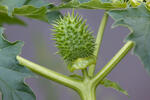 Durman obyčajný (Datura stramonium)