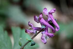 Dymnivka dutá (Corydalis cava)