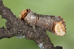 Faléra lipová (Phalera bucephala)