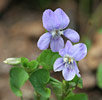 Fialka psia (Viola canina)