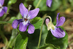 Fialka voňavá (Viola odorata)