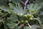 Fíkovník obyčajný (Ficus carica)